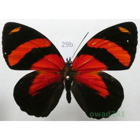 Callicore cynosura (Doubleday & Hewitson, 1847 Peru29b